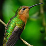 Rufous Sabrewing