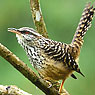 Band-backed Wren