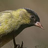 Black-capped Siskin