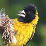 Black-headed Siskin