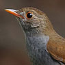 Orange-billed Nightingale-Thrush