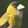 Hooded Grosbeak