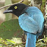 Bushy-crested Jay