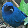 Black-throated Jay