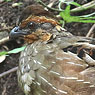 Singing Quail