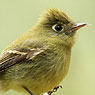 Yellowish Flycatcher