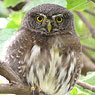 Guatemalan Pygmy-Owl