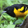 Bar-winged Oriole