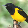 Black-vented Oriole