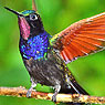 Garnet-throated Hummingbird