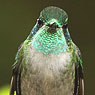 Green-throated Mountain-gem