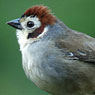 White-faced Ground-Sparrow