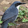 Blue-and-white Mockingbird