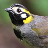 White-eared Ground-Sparrow