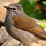 Brown-backed Solitaire