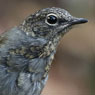 juvenile Brown-backed Solitaire