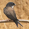 Black-capped Swallow