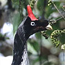 Horned Guan