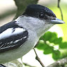 Gray-collared Becard