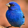 Indigo Bunting