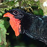 Highland Guan