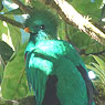 Resplendent Quetzal