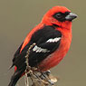 White-winged Tanager