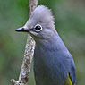 Gray Silky-flycatcher