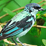 Azure-rumped Tanager