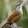 Cabanis's Wren