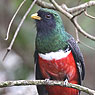 Collared Trogon