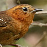 Rufous-browed Wren