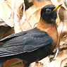 Rufous-collared Robin