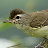 Brown-capped Vireo