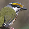 Chestnut-sided Shrike-Vireo