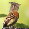 Belted Flycatcher