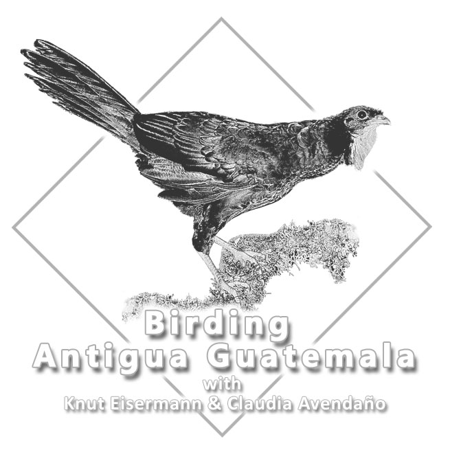 Birding Antigua Guatemala