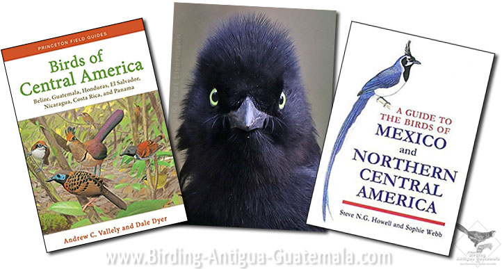 Tips & Stories Birding Antigua Guatemala