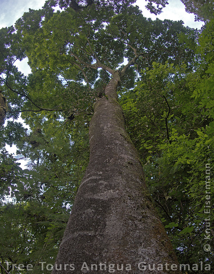 Tree tours Antigua Guatemala.