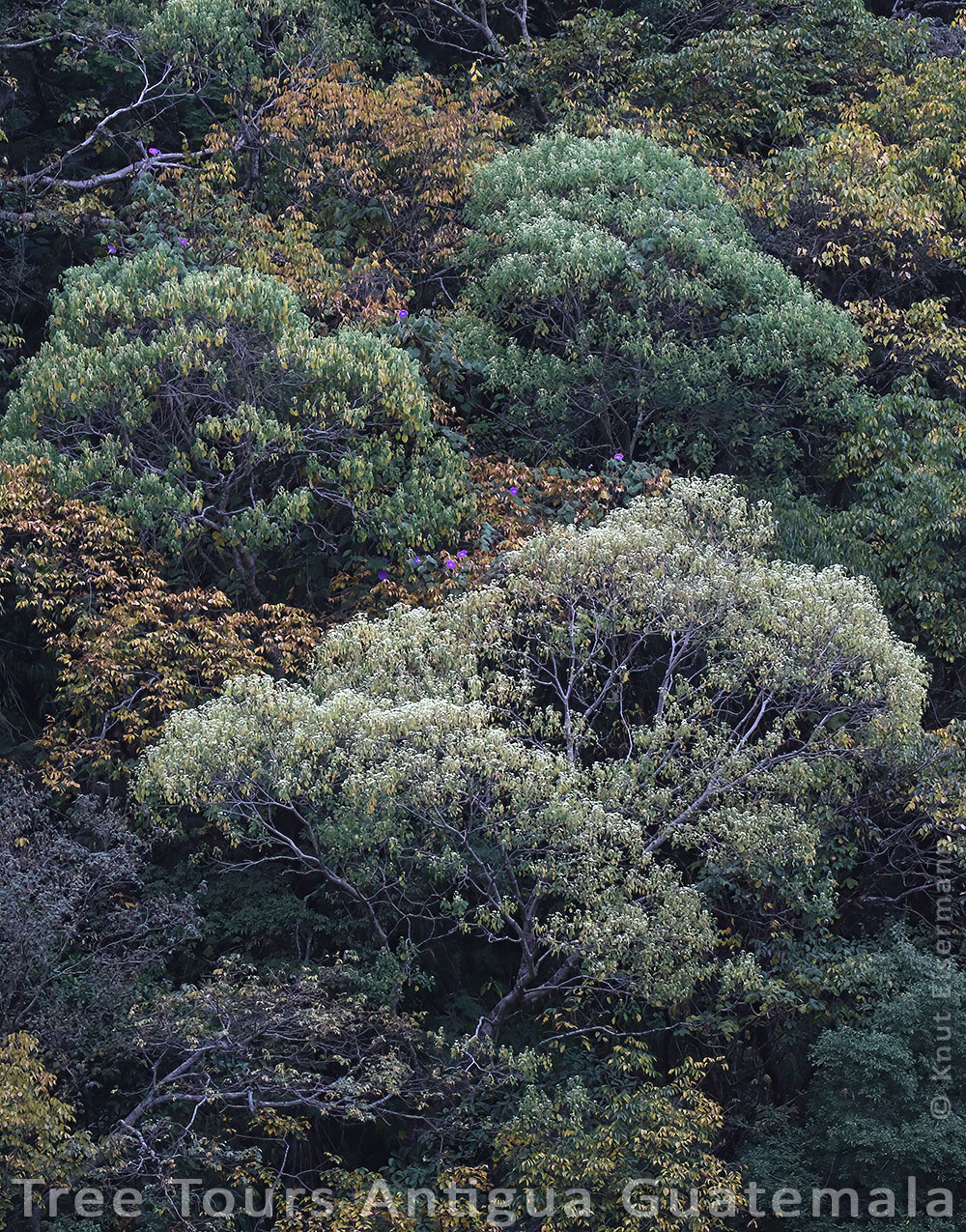 Colorful forest canopy.