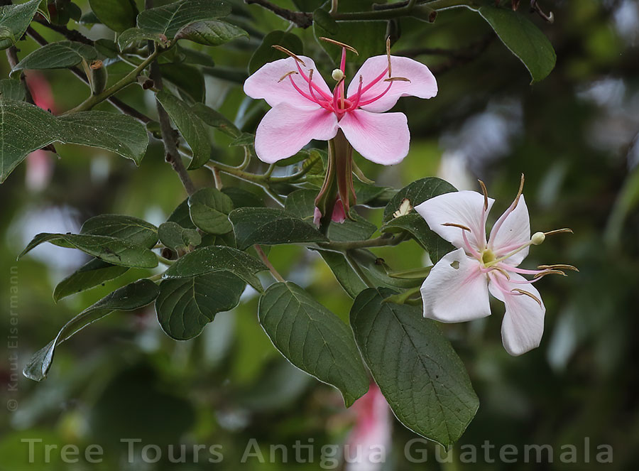 Tree tours Antigua Guatemala.